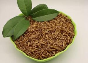 Wholesale Animal Feed: Bird Dried Mealworms High Protein 57% Health Protection