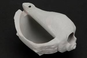 Wholesale octopus pot: Turban Shell