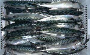 Wholesale mackerel: Horse Mackerel