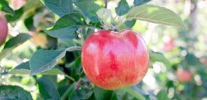 Wholesale fruits: Apple Organic