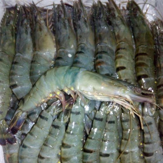 Sell live and frozen shrimps(id:24304047) - EC21