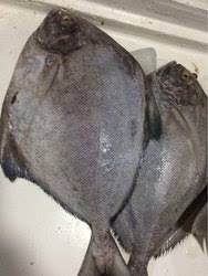 Wholesale bonito tuna fish: Frozen Ribbon Fish, Bonito, Pomfret, Salmon, Croaker, Cod, Pollock, Drum, Yellow Fin Tuna, Barracuda