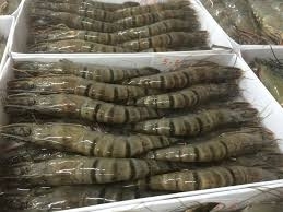 Wholesale iqf shrimp: Live and Frozen Shrimps