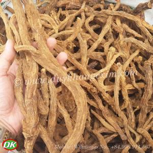 Wholesale inspection: Homalomena / Sugandh Mantri / Gandhi Roots