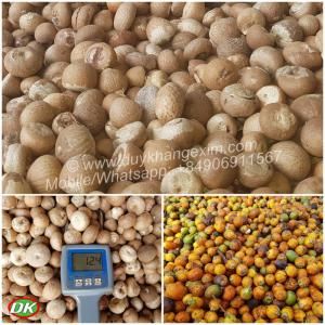 Wholesale whole betel nut: WHOLE BETEL NUT 90/95 % - ORIGIN VIETNAM | Mobile/Whatsapp No. +84.906.911.567