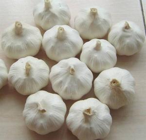 Wholesale onions: Fresh Garlic,Ginger,Onion