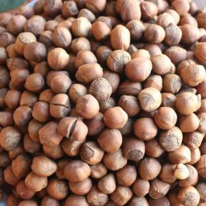 Wholesale healthy food: Pure Hazelnuts
