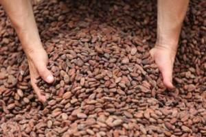 Wholesale confectionery packing: Organic Cacao Beans Premium Quality