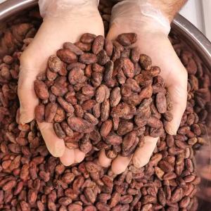 Wholesale radiator: Raw Cocoa Beans Ariba Cacao Beans Dried Raw Cacao Fermented Cocoa Beans