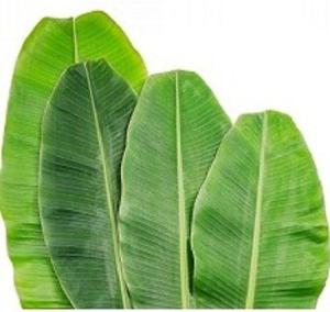 Wholesale food wrappers: Banana Leaves