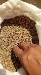 Wholesale coffee beans: Raw Robusta Coffee Bean