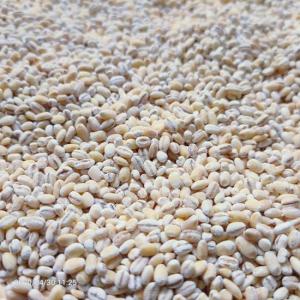 Wholesale iron: Pearl Barley