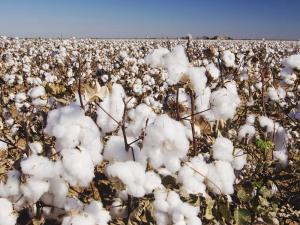 Wholesale cotton: Raw Cotton Products