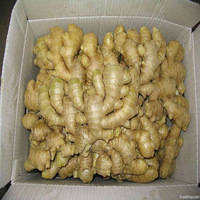 Wholesale ginger: Ginger