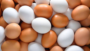 Wholesale korea: Fresh Eggs Exporters (Chicken Egg, Ostrich Eggs, Fish Egg, Quail Egg, Duck Egg,  )
