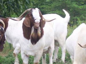 Wholesale beef: 100% FULL BREED LIVE BOER GOAT and MILKING BOER GOAT for SALE
