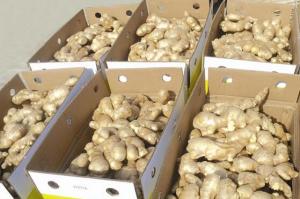 Wholesale 13kg: Where To Purchase Quality Wholesale High Quality Fresh Ginger Supplier for Air Dried Ginger