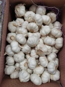 Wholesale fresh white garlic: Where To Purchase Quality Grade AAA Fresh Garlic/Normal White Garlic/Pure White Garlic for Sale