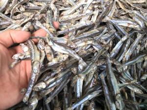 Wholesale dried anchovy fish: Where To Purchase Quality Dried Sprat Anchovy / 100% Sun Dried Sprat / Boiled Anchovy Sprats