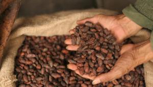 Wholesale bio packing: Roasted Cocoa Bean / Organic Cocoa Bean / Cacao Beans ,Dried Criollo Cocoa Beans ,Organic Roasted