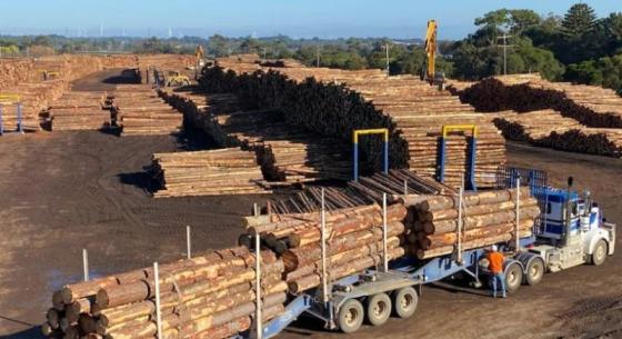 Sell Timber logs