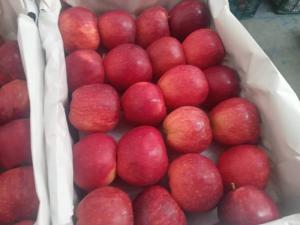 Wholesale Apples: Apples