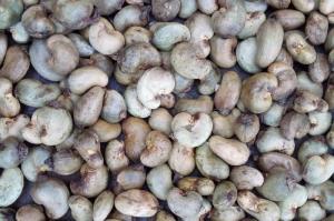 Wholesale supply: Cashew Nuts