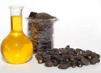 Sell Refined Jatropha Oil