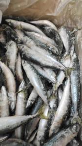 Wholesale mackerel: Mackerel
