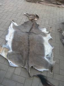 Wholesale salted dry donkey hides: Wet and Dry Salted and Unsalted Cow Hide, Donkey Hide, Goat Skin , Rabbit Skin, Sheep Skin Etc with