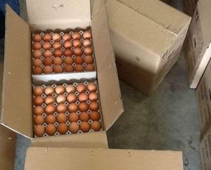 Wholesale food packing: Fresh Farm Chicken Table Eggs