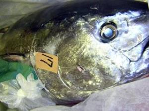 Wholesale Fish: Blue Fin Tuna Fish