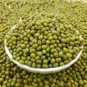 Wholesale Bean Products: Green Mung Beans