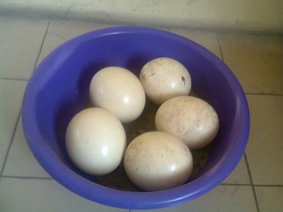 Чем обработать яйца перед закладкой в инкубатор. Дезинфекция инкубационных яиц. Средство для дезинфекции инкубатора и яиц. Яйца дезинфицированные. Емкость для обработанного яйца.