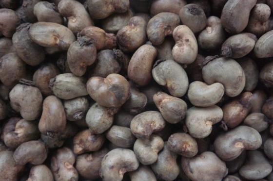 Sell Offer Raw Cashew Nuts