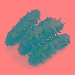 Wholesale cleaning: FROZEN CLEANED SEA CUCUMBER / Best Price Sea Cucumber