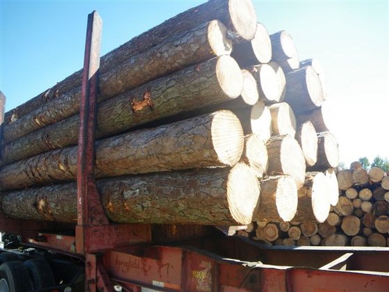 Pine Wood Logs and Spruce Wood Logs Pine Wood Logs and Spruce Wood Logs