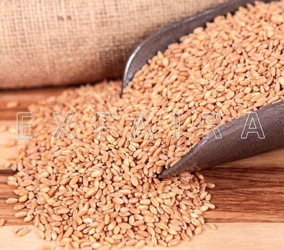 wheat-grains-durum-red-hard-soft-milling-id-10877244-product-details