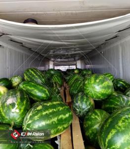 Wholesale com: Iran Fresh Watermelon