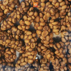 Wholesale Coffee Beans: Arabica Gayo Wild Luwak Green Bean Coffee