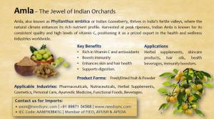 Wholesale phyllanthus: Amla Powder/Fruit