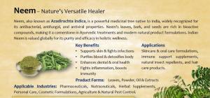 Wholesale azadirachta indica: Neem Powder/Leaves Wholesale azadirachta indica: Neem Powder/Leaves