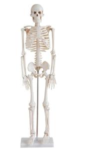 Wholesale skeleton: Skeletal Model