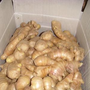 Wholesale paper bag: Fresh High Quality Air-Dryed Organic Ginger