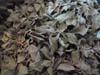 Wholesale herbs spice: Sell Spices