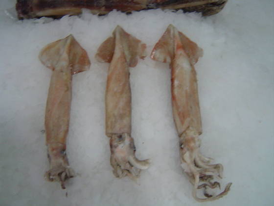 Squid Illex Argentinus Calamar Id Product Details View