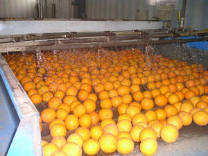 Wholesale packing box: Fresh Valencia Orange