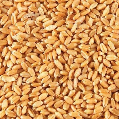 Sell Wheat 12,5% Protein
