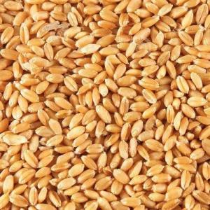 Wholesale Wheat: Wheat 12,5% Protein