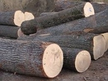 Sell Fresh cut Oak Logs and Beech Logs Grade...